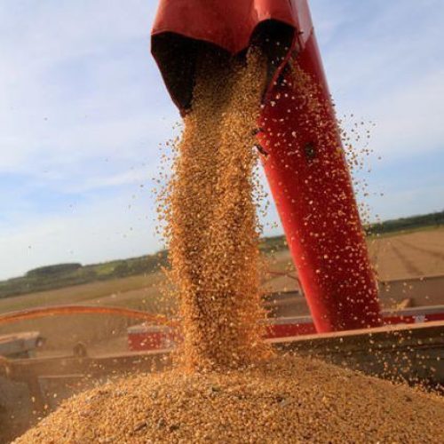 China deixa de importar soja dos EUA em setembro pela 1ª vez em sete anos