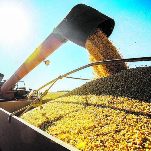 IBGE: Safra 2025 será recorde para soja, milho, algodão e sorgo; veja os números