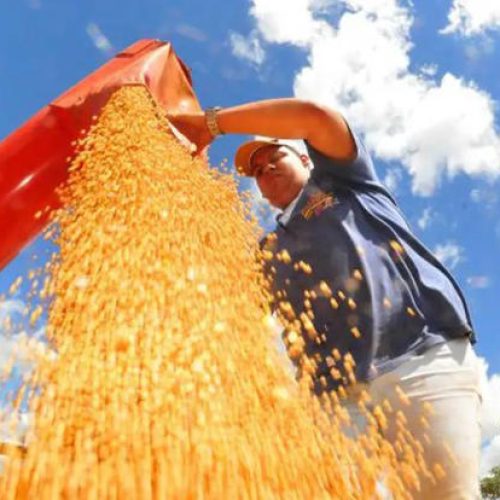 Brasil deve ter nova safra recorde de grãos