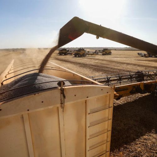 Safra agrícola brasileira recua 3,9% em 2024; Sorriso, em MT, mantém liderança em produção