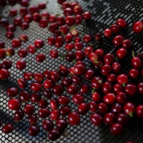 Café arábica atinge máxima em 4 meses; açúcar e cacau caem