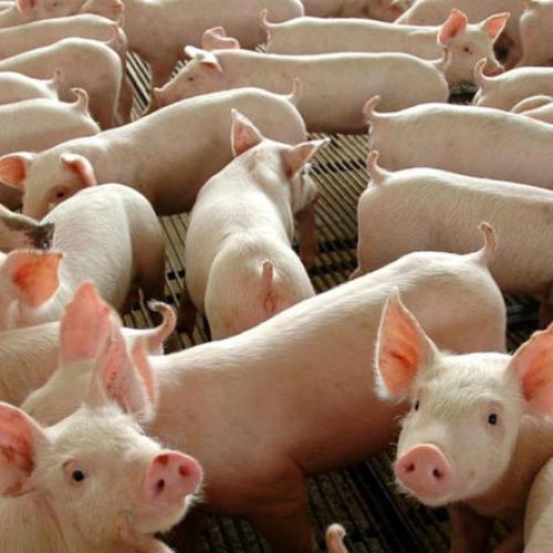 Exportação de carne suína do Brasil atinge recorde em setembro, diz ABPA