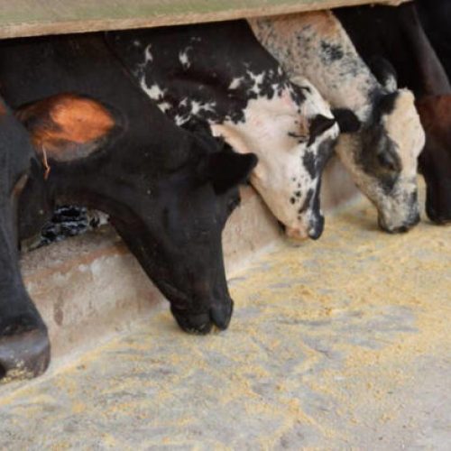 Programa Consultec-Leite contribui para reconhecimento internacional em pesquisa agropecuária pela FAO