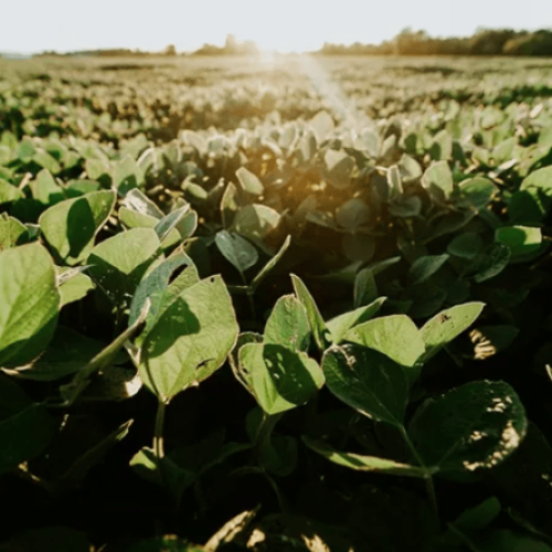 Agropecuária representa 3,3% do emprego formal no Brasil