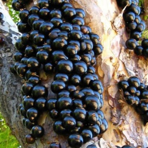 Pesquisa aponta que a casca da jabuticaba é a parte mais nutritiva da fruta