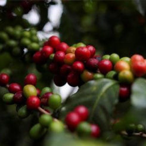 Conheça os Cafés Mais Caros e Exóticos do Mundo