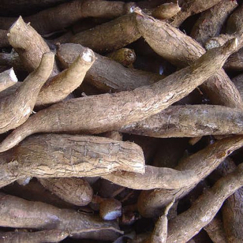 Novo estudo revela os benefícios da mandioca para a saúde do intestino