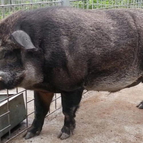 O perigo que anda pelos campos: como o javaporco virou uma praga nacional