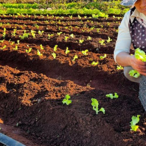 OS PEQUENOS PRODUTORES RURAIS: A força invisível do agro