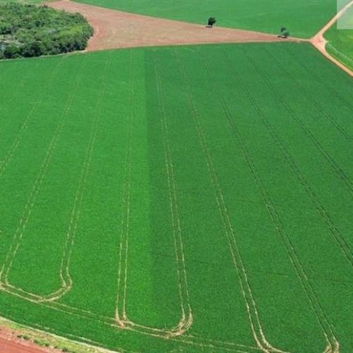 Stay Up inaugura nova era de produtividade e manejo fisiológico na soja