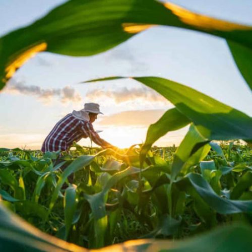 Integração campo-indústria: como a inovação está conectando toda a cadeia do agronegócio