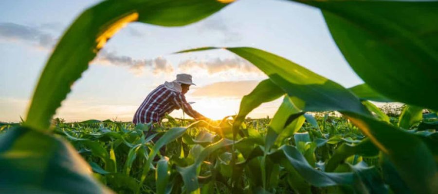 Integração campo-indústria: como a inovação está conectando toda a cadeia do agronegócio