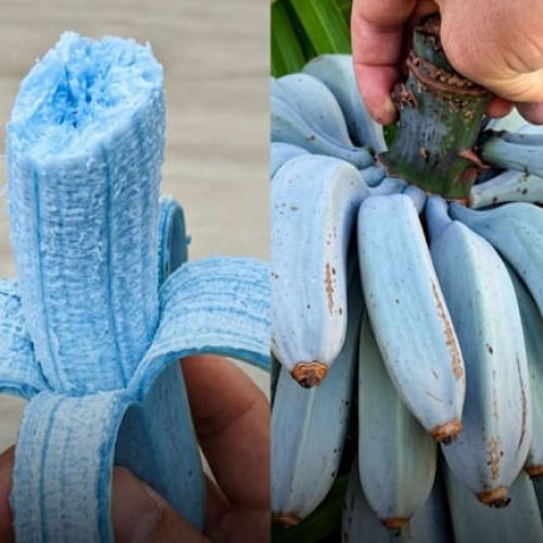 Banana azul existe e tem sabor que lembra sorvete de baunilha; conheça a fruta