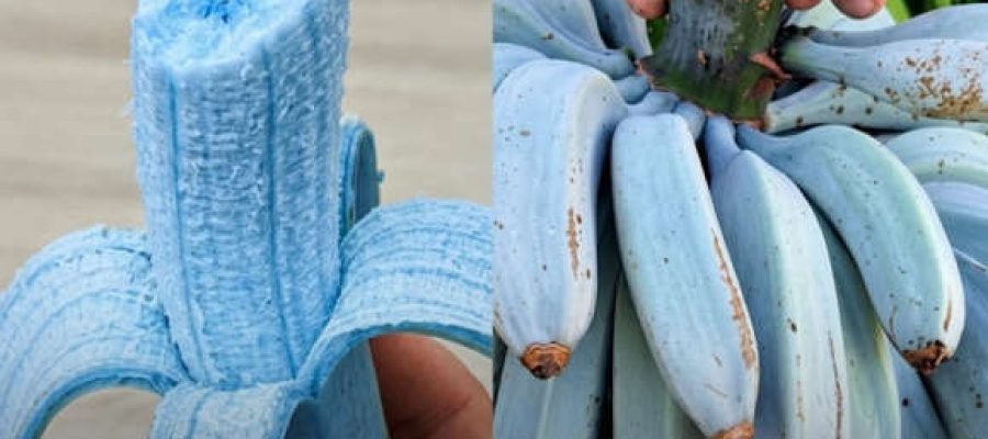 Banana azul existe e tem sabor que lembra sorvete de baunilha; conheça a fruta