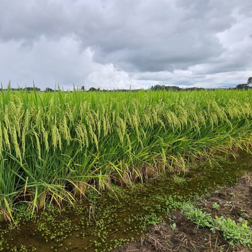 Arroz: Conab quer baixar preço ao produtor, dizem entidades que contestam dados