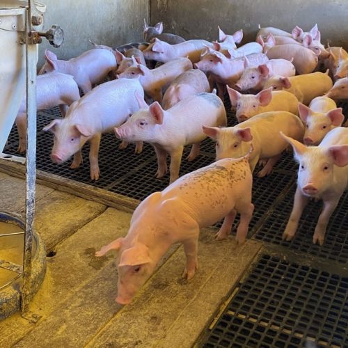 Acrismat e AgriHub iniciam Projeto Sementes da Inovação edição suinocultura