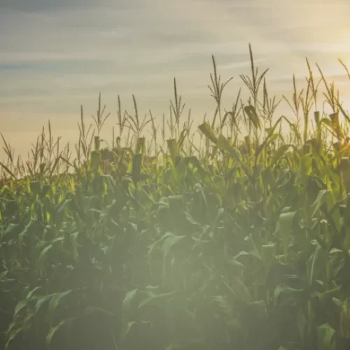 IBGE: Mato Grosso mantém liderança agrícola, mas vê queda de 21,3% no valor da produção