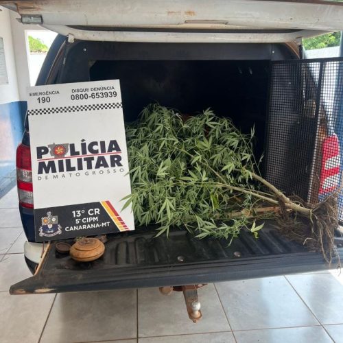 Após denúncia, Polícia Militar prende mulher por cultivo ilegal de maconha