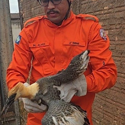 Ave conhecida como 'despertador do Pantanal' é resgatada por bombeiros