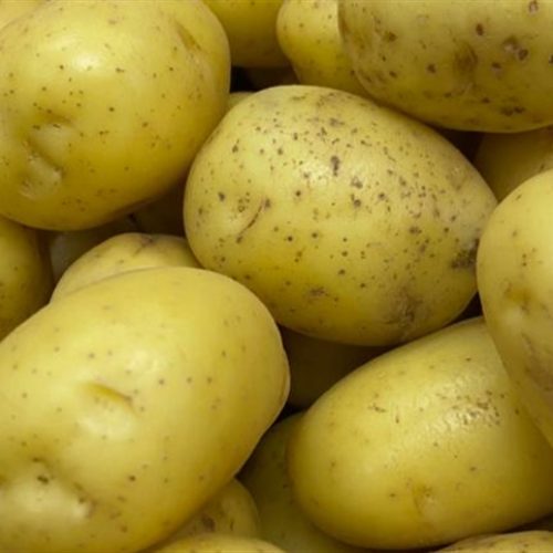 China desenvolve batatas para clima quente
