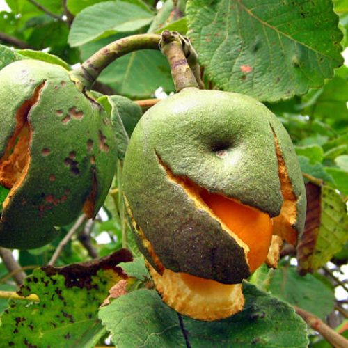 Óleo de pequi é comestível e repleto de benefícios