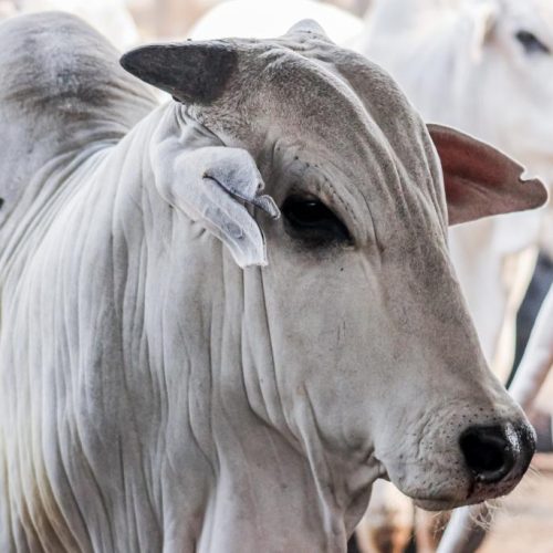 Mercado do boi gordo tem forte queda nos preços da arroba; veja cotações