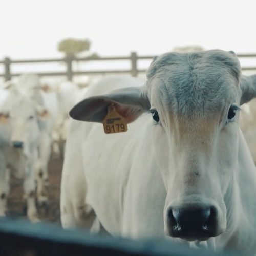 PECUARIA: Apenas um fator pode determinar alta agressiva do preço do boi gordo no 1º trimestre, diz analista