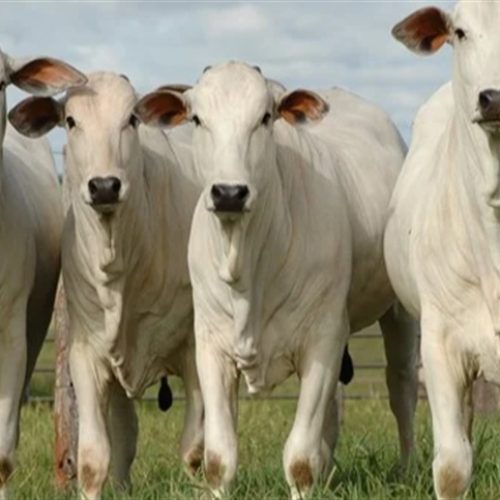 Feijão-caupi e capim: Tecnologia para o campo