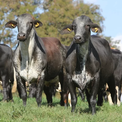 Girolando bate recorde em registros genealógicos e atrai pecuaristas das Américas