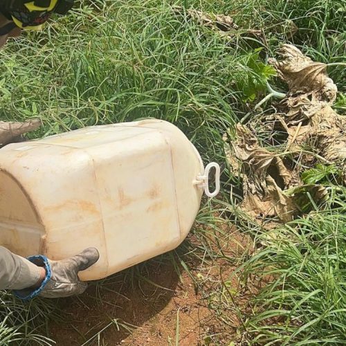 Bombeiros capturam sucuri que estava em oficina em Campo Verde