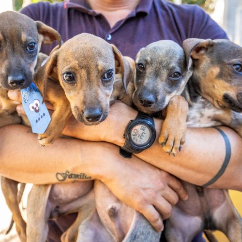 Bem-Estar Animal cria projeto "Campanha 20Ver" para incentivar adoção
