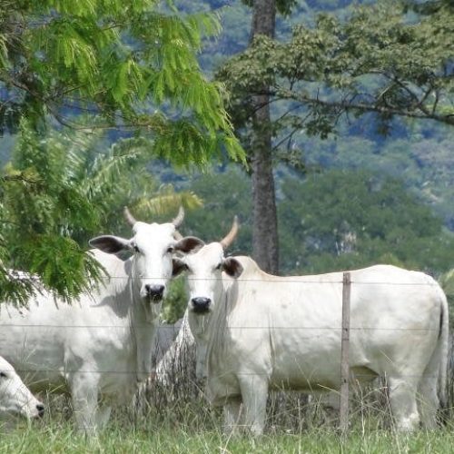 ATENÇÃO PECUARISTA: Boi gordo caiu até 6,25% na semana; tendência para maio é de mais baixas