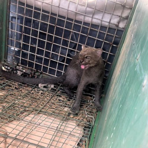 Bombeiros resgatam felino jaguarundi em garagem de residência em Cuiabá