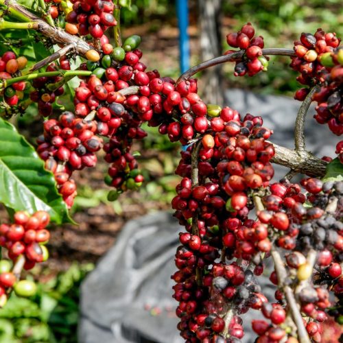 SAFRA: Produção de café deve ter queda de 4,4% em 2025, diz Conab