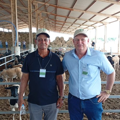 Itanhangá-MT: Vereador busca fortalecer cadeia da ovinocultura com apoio de produtores, Senar e novo frigorífico