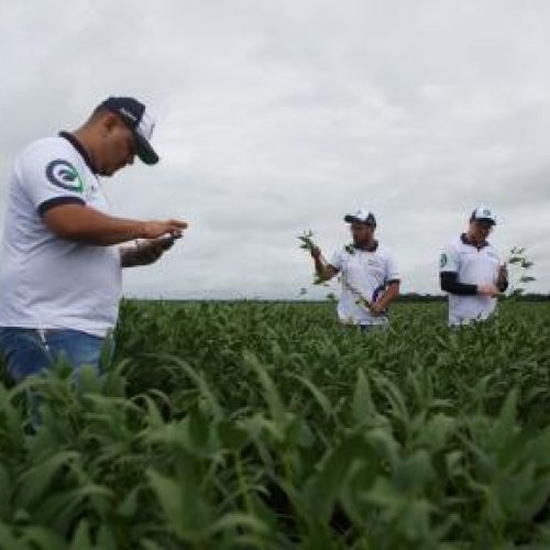 Chuvas atrapalham colheitas, mas safra de soja caminha para recorde em Mato Grosso