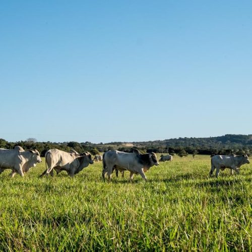 Cáceres se destaca e integra o top 5 dos municípios com maior rebanho bovino do país