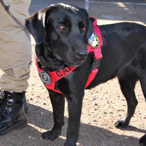 Cão farejador do Corpo de Bombeiros localiza corpo em área de mata em Várzea Grande