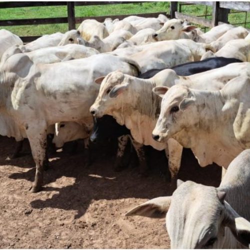 Federação em Mato Grosso critica proposta de incorporar regras da União Europeia à produção animal