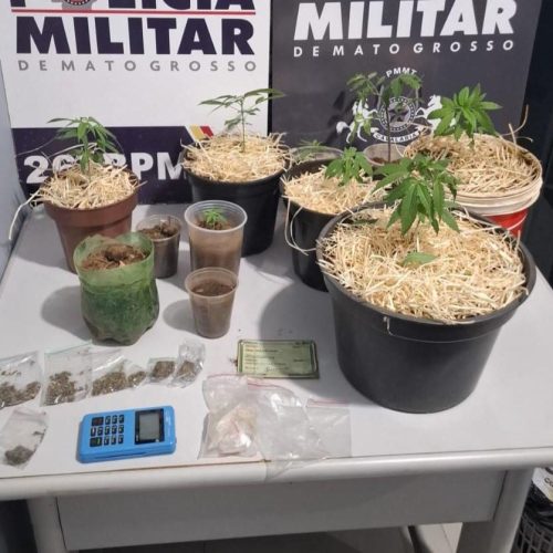 Cavalaria da PM desmantela estufa de maconha e apreende 92 porções de entorpecentes