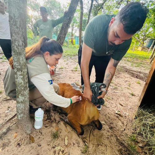 PRESERVAÇÃO DA FAUNA: Sema promove reabilitação de animais resgatados na região do Pantanal