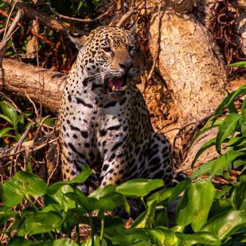 Conselho aprova campanha internacional para posicionar Pantanal como destino de safári