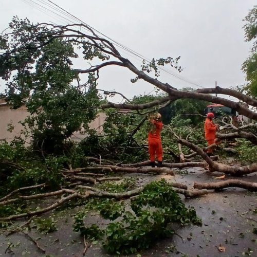 Corpo de Bombeiros registra alta de 58,6% nas ocorrências de queda de árvores