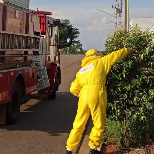 Corpo de Bombeiros registra aumento de 55,4% nas ocorrências com insetos agressivos em MT
