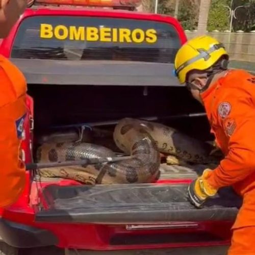 Corpo de Bombeiros resgata sucuri de 5 metros que estava em pátio de empresa