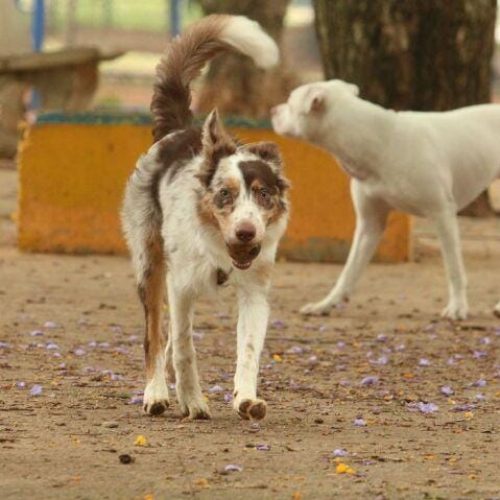 Criança é atacada por seis cães na rua e resgatada por vereador em Mato Grosso