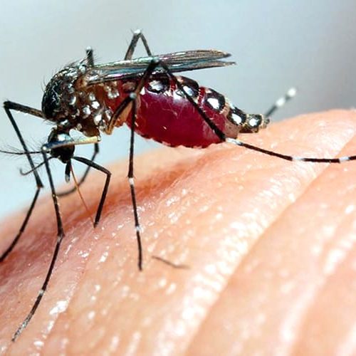 RONDONOPOLIS: Situação alarmante: Números de casos de Chikungunya explodem e castigam população