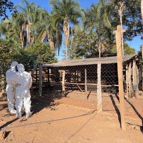 Defesa sanitária do Indea encerra foco de gripe aviária em Mato Grosso