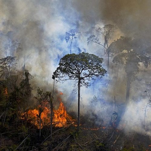 Desmatamento na Amazônia mato-grossense cresceu 141% no primeiro semestre