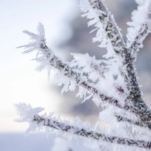 ALERTA CLIMÁTICO: Nova massa de ar polar deve provocar geada em estados onde o fenômeno é raro